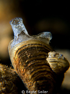 Freshwater mussels taken with canon G10 and UCL 165 
 by Beate Seiler 